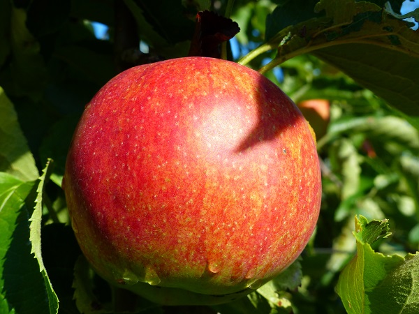 Obsthof Cordes - Fruchtfoto Jonagored