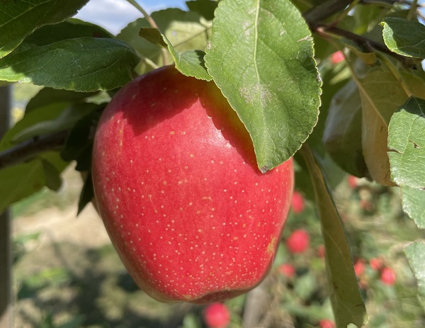 Obsthof Cordes - Fruchtfoto Sweetango Apfel