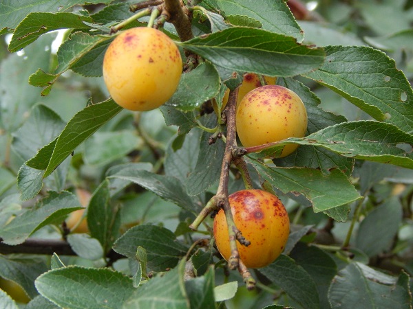 Obsthof Cordes - Fruchtfoto Mirabelle