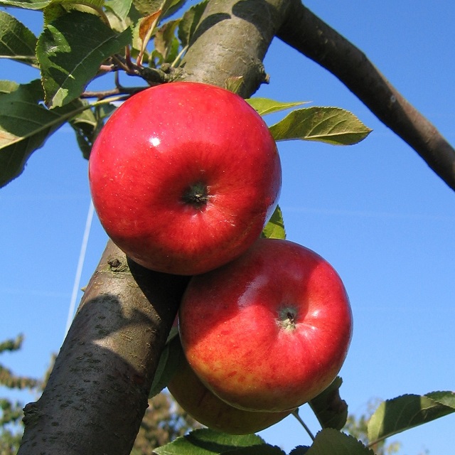 Obsthof Cordes - Fruchtfoto Topaz