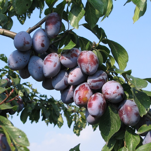 Obsthof Cordes - Fruchtfoto Die Italienische Zwetschge