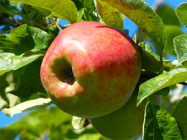 Obsthof Cordes - Fruchtfoto Biesterfelder Renette
