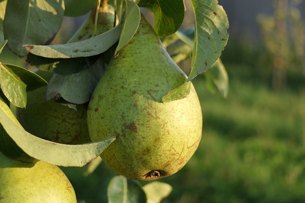 Obsthof Cordes - Fruchtfoto Condo