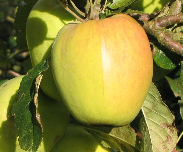 Obsthof Cordes - Fruchtfoto Schweizer Winterglockenapfel